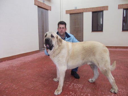 GOLFO DE ARASANZ,PADRE DE APOLO